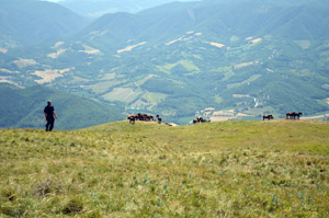 Raul with wild horses