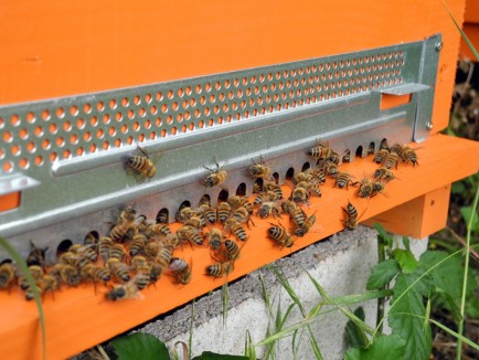 Honey bees at the hive entrance.
